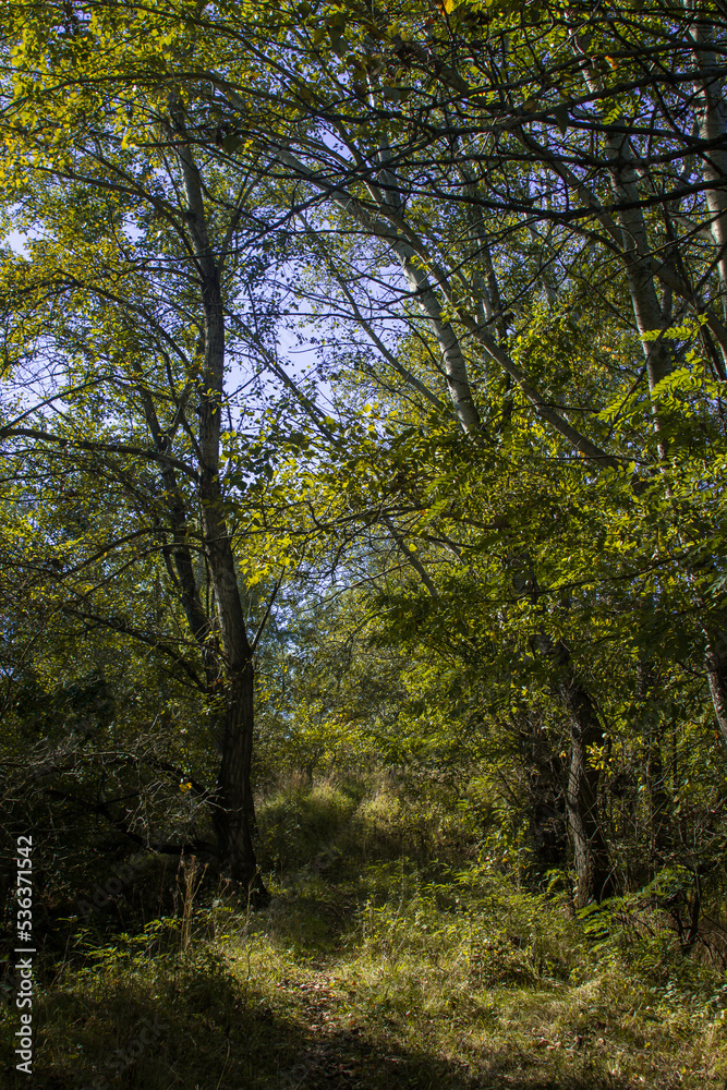 Path among the trees in the forest. Landscape of summer forest Path among the trees in the forest. Landscape of summer forest