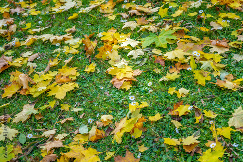 Ground full of leaves at autumn photo