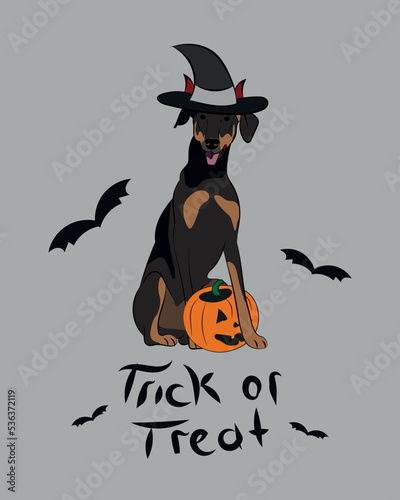 Dog Halloween greeting card with a sitting Dobermann. Dog in costume, pumpkin in paw. Postcard for dog lovers. Pet character postcard art. Funny dog mascot, vampire costume