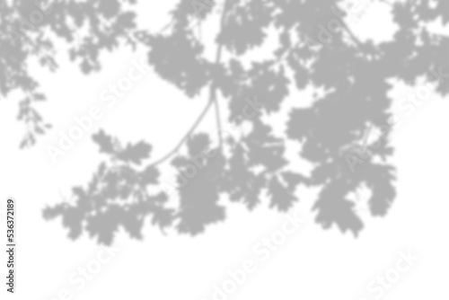 Gray shadow of a tree leaves on a wall. Abstract neutral nature concept blurred background.