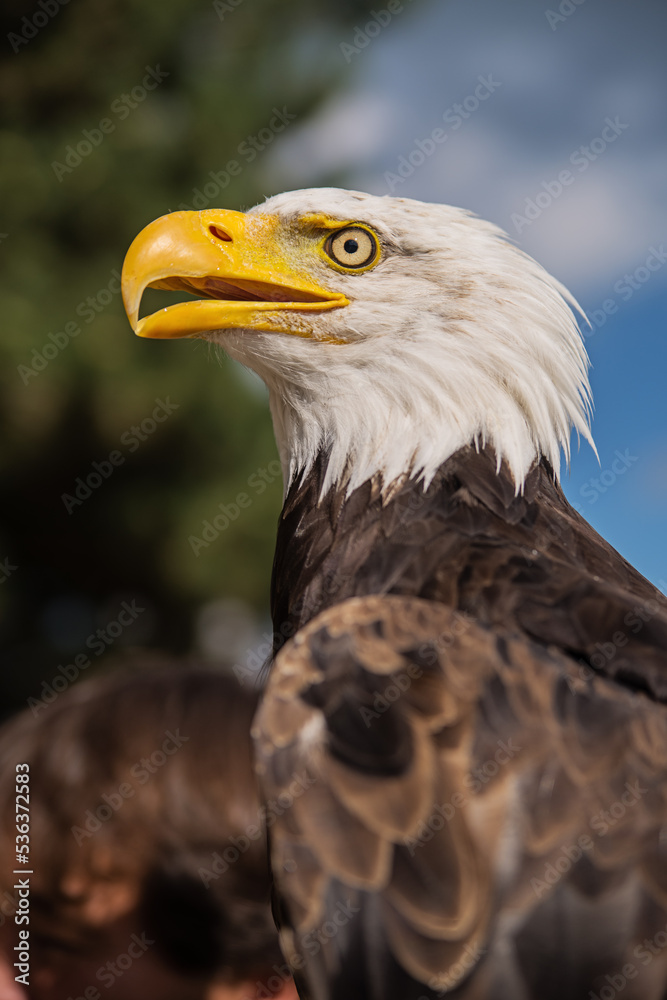 bald eagle, against a blue sky background bald eagle, against a blue sky background