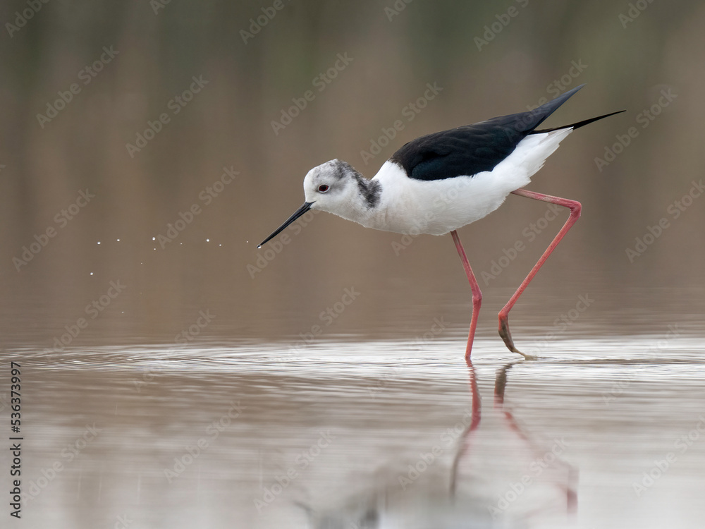 Obraz premium Black-winged Stilt (Himantopus himantopus)