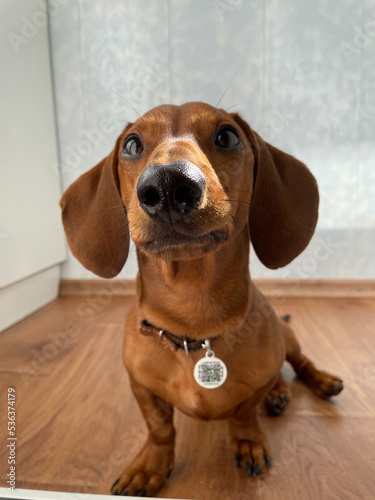 beagle dog portrait