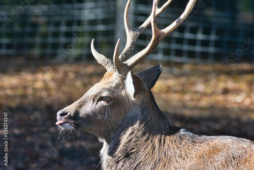 Reh (Capreolus capreolus) im Herbst