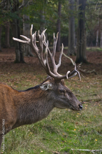 Hirsch (Capreolus capreolus) im Herbst