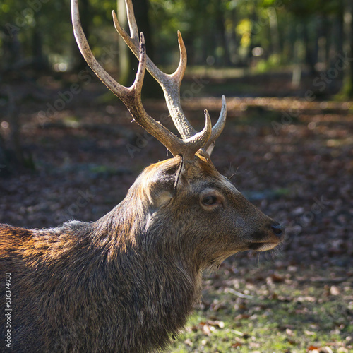 Reh (Capreolus capreolus) im Herbst