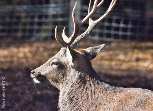Reh (Capreolus capreolus) im Herbst