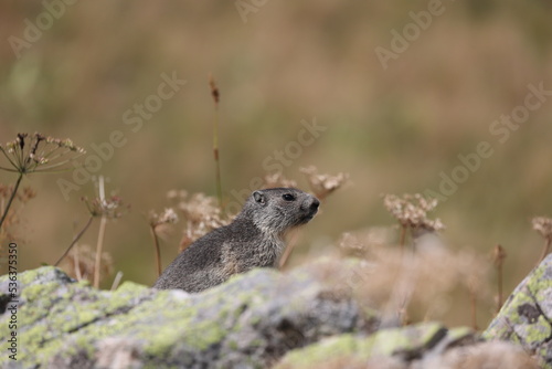 young alpine marmot sitting on some rocks in a meadow