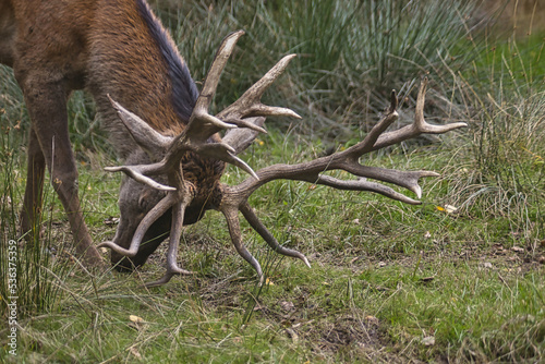 Hirsch (Capreolus capreolus) im Herbst