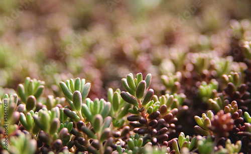 Succulent plants, Miniature succulent plants. Succulent in the garden