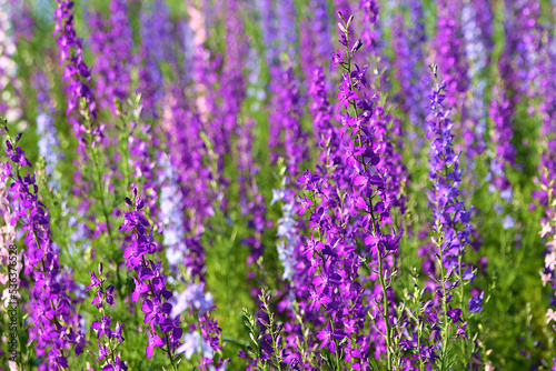 Purple flowers background. Purple flowers in the garden. Wild summer meadow
