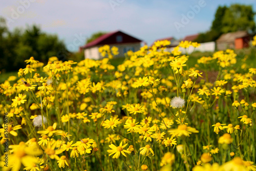 Field with yellow flowers. Yellow flowers in a wild meadow in summer