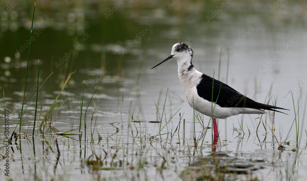Fototapeta premium Black-winged Stilt // Stelzenläufer (Himantopus himantopus) - Greece