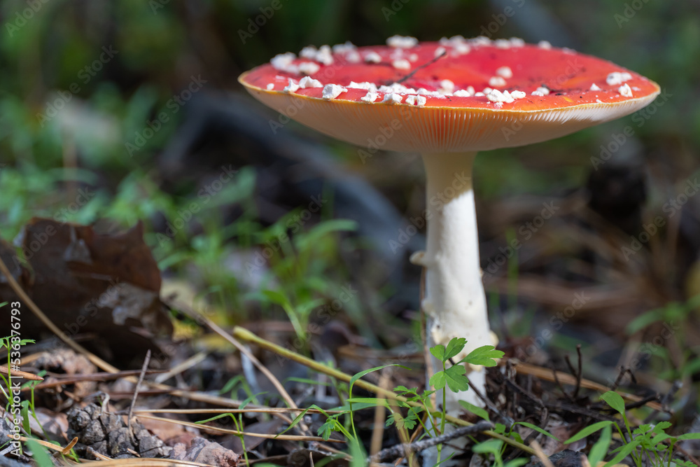 Bright fly agaric wild mushroom growing on forest floor. Amanita muscaria hallucinogenic toxic fungus red cap with white spotted and gilleds. Flyamanita toadstool in autumn time. Mushrooms poisoning. Bright fly agaric wild mushroom growing on forest floor. Amanita muscaria hallucinogenic toxic fungus red cap with white spotted and gilleds. Flyamanita toadstool in autumn time. Mushrooms poisoning.