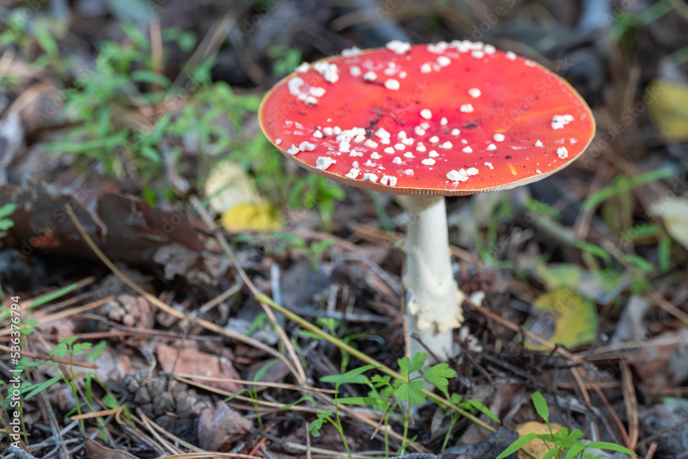 Bright fly agaric wild mushroom growing on forest floor. Amanita muscaria hallucinogenic toxic fungus red cap with white spotted and gilleds. Flyamanita toadstool in autumn time. Mushrooms poisoning. Bright fly agaric wild mushroom growing on forest floor. Amanita muscaria hallucinogenic toxic fungus red cap with white spotted and gilleds. Flyamanita toadstool in autumn time. Mushrooms poisoning.