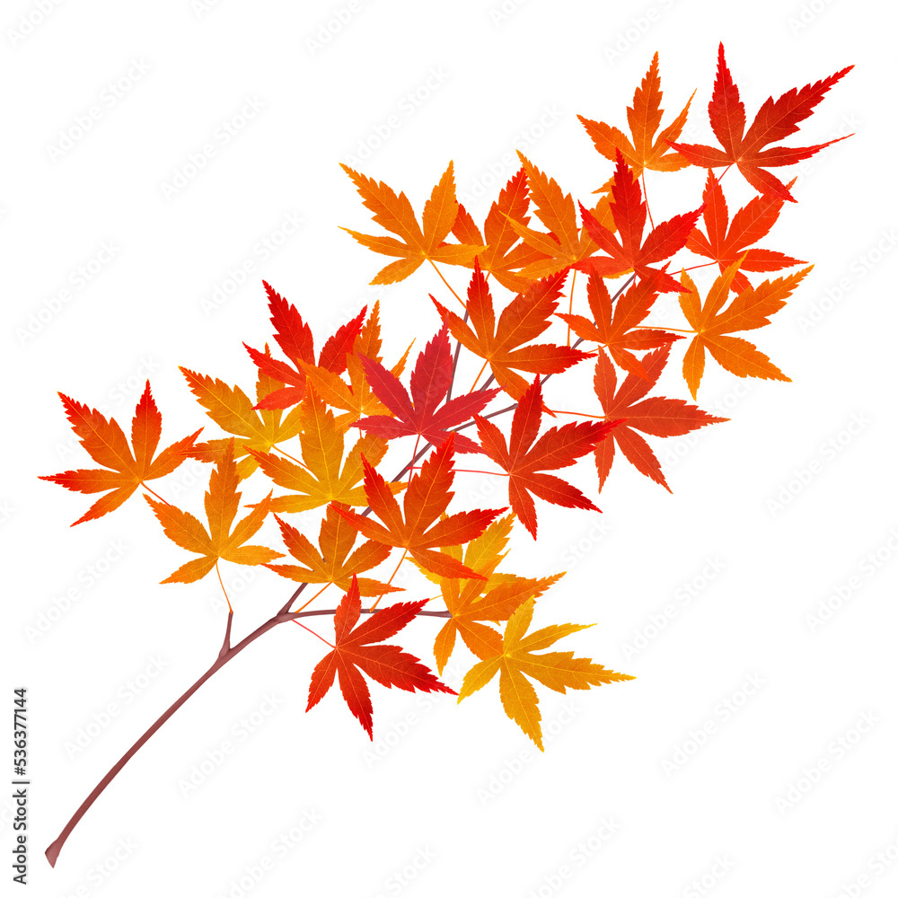 紅葉」の写真素材 | 1,120,473件の無料イラスト画像 | Adobe Stock