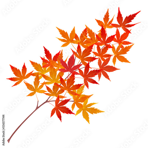 もみじ 紅葉 葉 枝 イラスト リアル 単体 