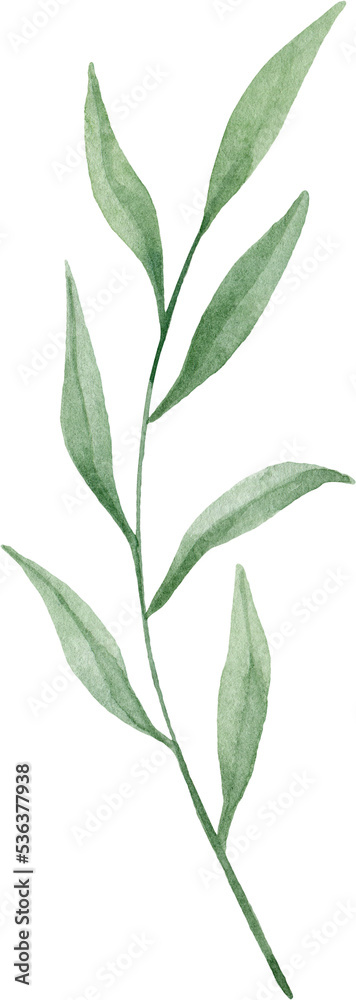 Green herb. Watercolor isolated illustration. Green herb. Watercolor isolated illustration.