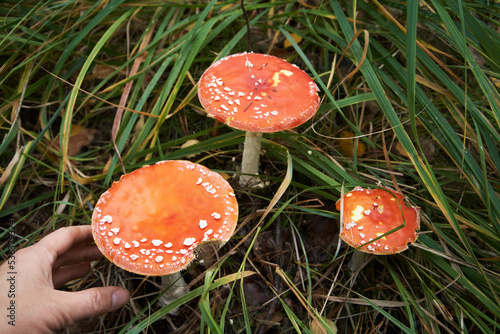Hand picking fly agaric - wild poisonous mushroom