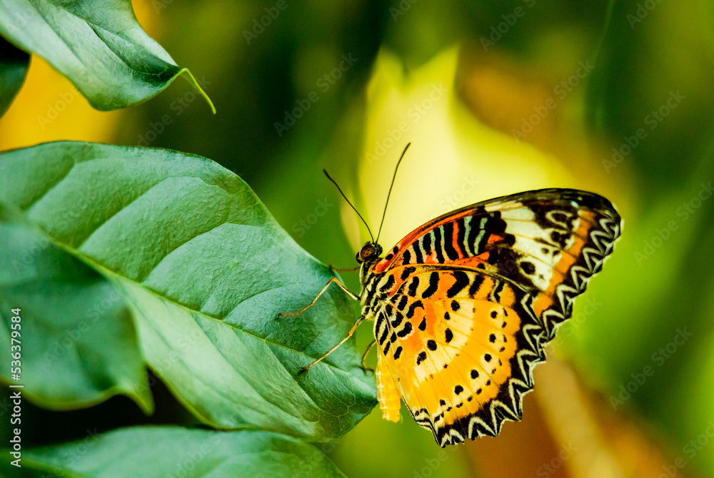 Obraz premium Leopard Lacewing Butterfly sitting on a leaf at a butterfly garden in Georgia.