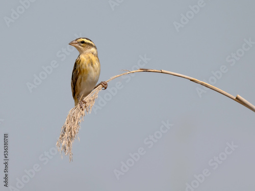 yellow-crowned bishop, euplectes afer, bird, nature, animal, wildlife, beak, wild, branch, fauna, spring, passerine, granivore, avian, ornithology