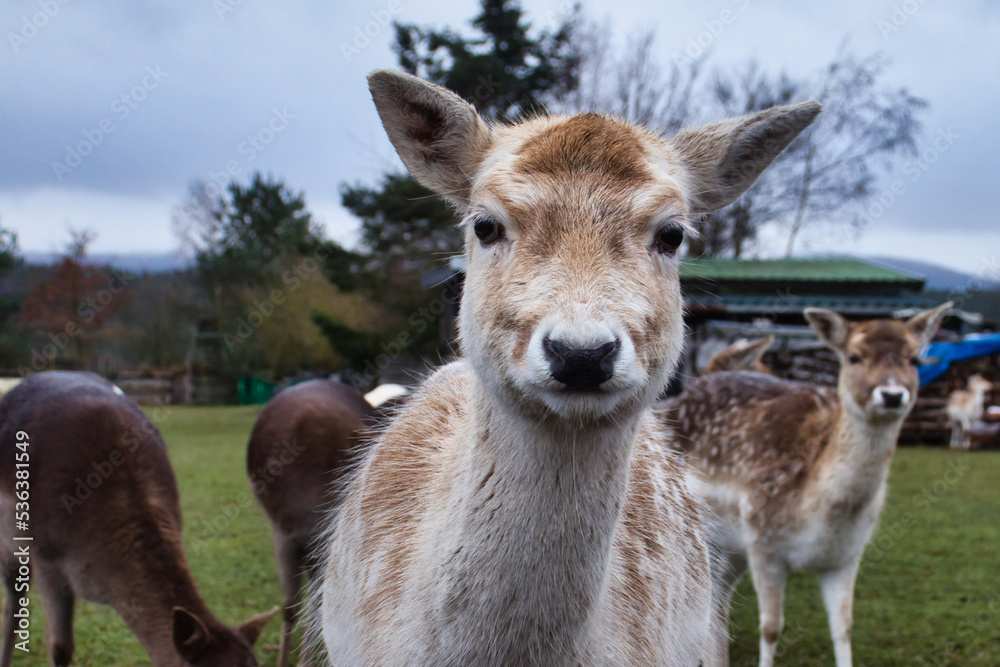 Face of tan and white fawn on a little farm in rural Germany on a cold winter day. Face of tan and white fawn on a little farm in rural Germany on a cold winter day.