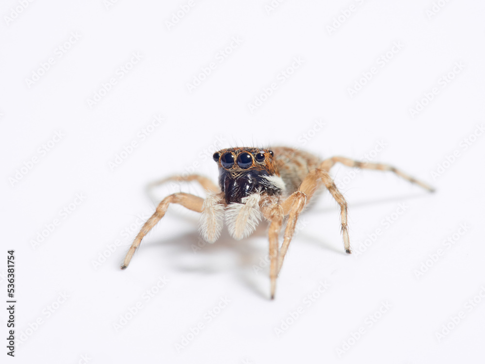 Fototapeta premium Half-edged Wall Jumping Spider. Menemerus semilimbatus