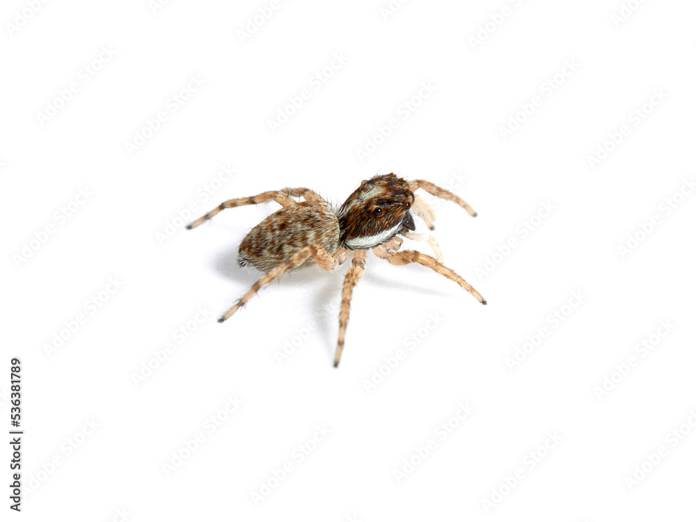 Half-edged Wall Jumping Spider. Menemerus semilimbatus Half-edged Wall Jumping Spider. Menemerus semilimbatus
