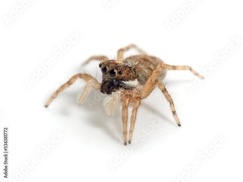Half-edged Wall Jumping Spider. Menemerus semilimbatus