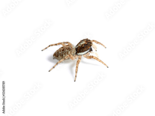 Half-edged Wall Jumping Spider. Menemerus semilimbatus © Macronatura.es