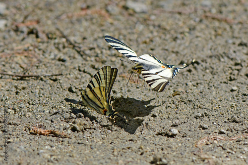 Scarce swallowtail // Segelfalter (Iphiclides podalirius) - Greece photo