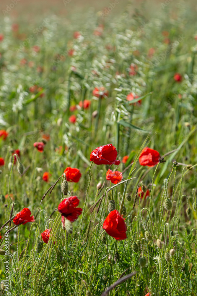 Vibrant poppies growing in the South Downs on a sunny day Vibrant poppies growing in the South Downs on a sunny day