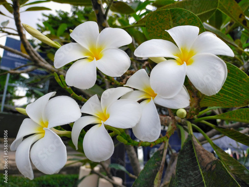 white frangipani flowers in the garden 