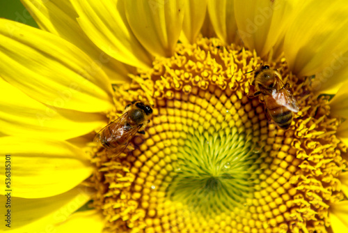 Bees pollinating sunflower close-up in a sunflower field around Mims Florida © CJWHiggins