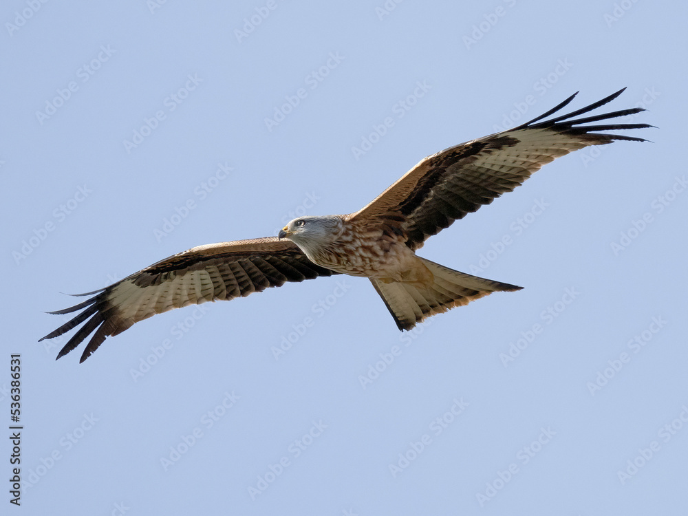 Red Kite (milvus milvus). Red Kite (milvus milvus).