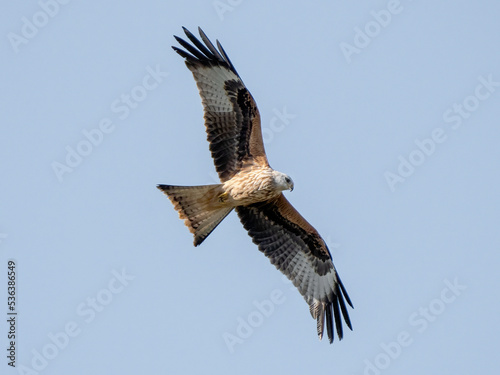 Red Kite (milvus milvus).
