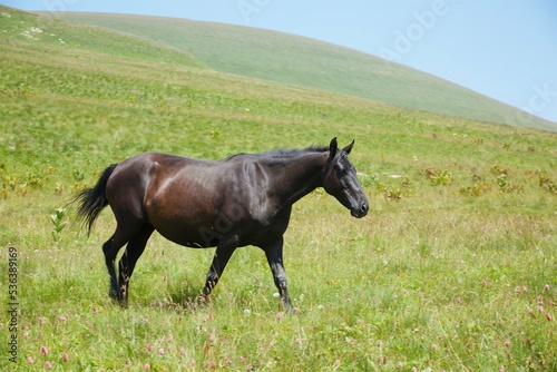 A horse is grazing in the forest. Mountainous terrain. Animals in the wild.