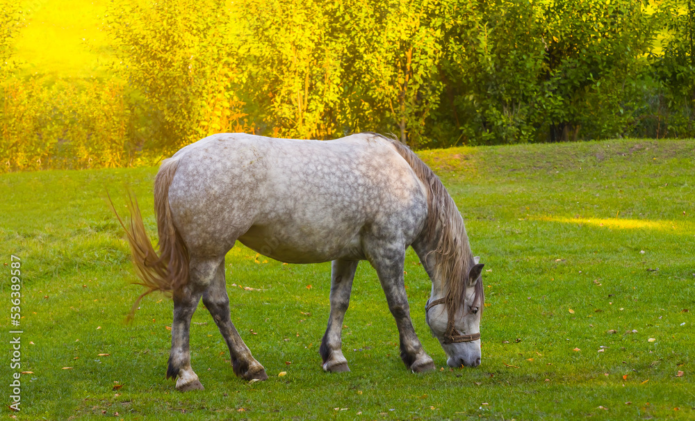 white horse graze on green forest glade, outdoor countryside rural scene white horse graze on green forest glade, outdoor countryside rural scene