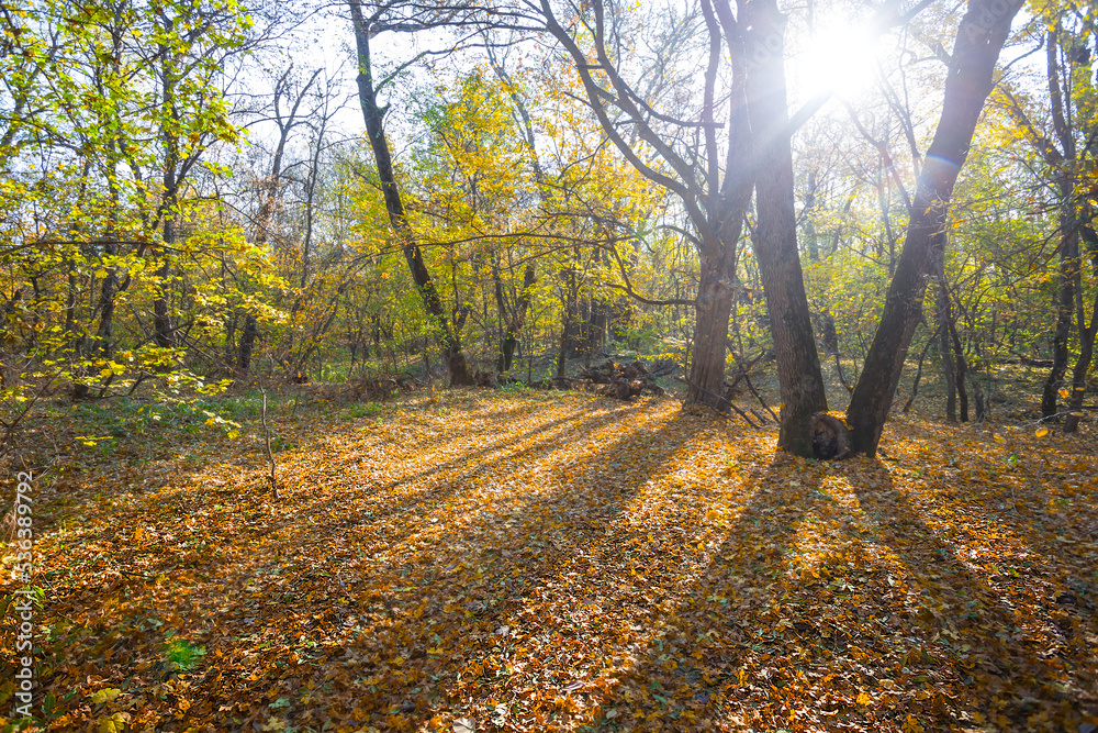 red autumn forest glade in light of sparkle sun red autumn forest glade in light of sparkle sun