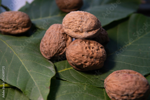 A walnut on a walnut leaf