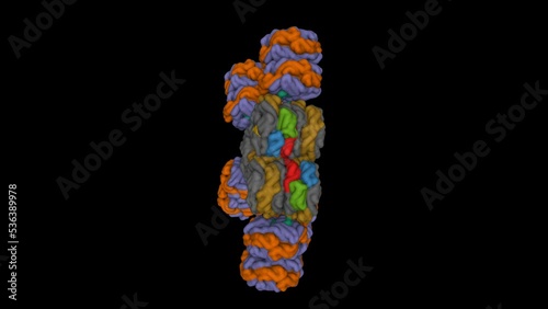 Cryo-EM structure of cyanobacterial phycobilisome from Synechococcus sp. PCC 7002. Animated 3D Gaussian surface model, entity id color scheme, PDB 7ext, black background photo