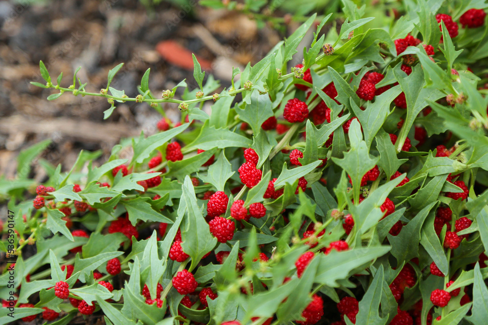 Obraz premium A Strawberry Sticks bush with ripe berries is depicted close-up.
