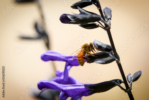 Bees pollinating a purple flower in Central Florida botanical park