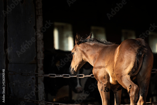  beautiful black foal staying neer cow farm enter. close up. farm life