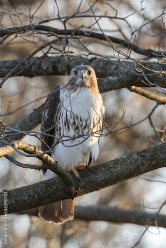 Vertical closeup shot of a hawk (Accipitrinae) perched on a tree branch photo