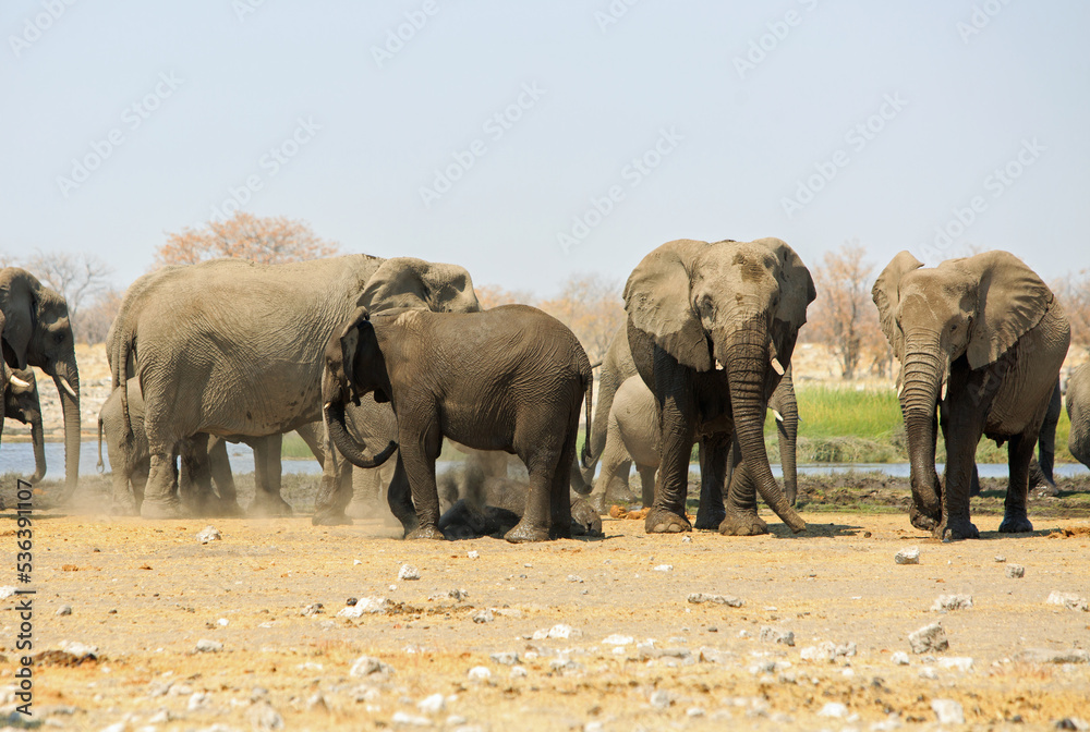 Obraz premium Herd of elephants standing and dusting themselves, against a pale blue sky