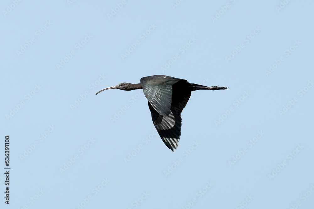 Obraz premium Flight of the glossy ibis