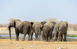 Herd of elephants with back to camera drinking from a waterhole with a pale blue clear sky