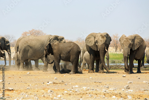 Herd of elephants standing and dusting themselves, against a pale blue sky
