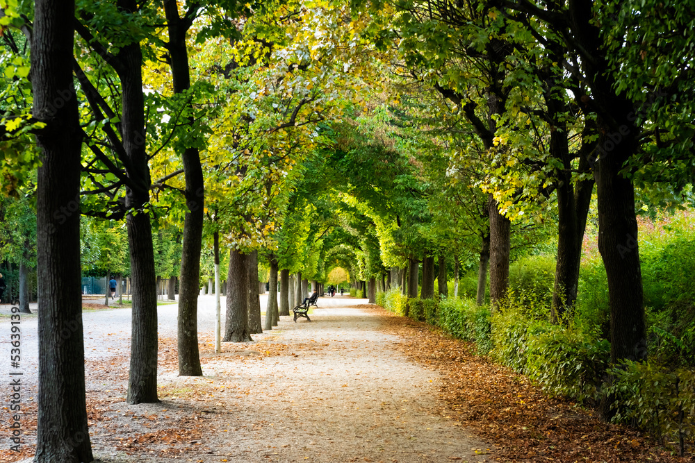 Naklejka premium Autumn avenue, leaves on the ground, trees lined through park